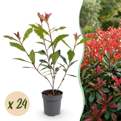 Photinia fraseri Carre Rouge : un jeune plant en pot avec une pastille 'x 24', et une haie adulte à feuillage rougeoyant.