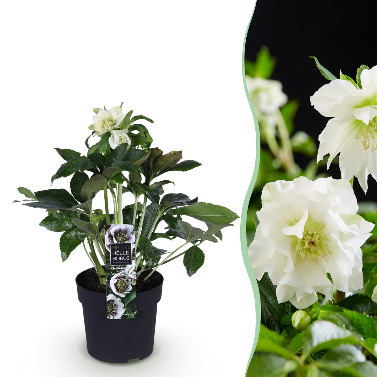 Rose de Carême 'Double Ellen White' en pot de 14 cm et détail du feuillage et des fleurs