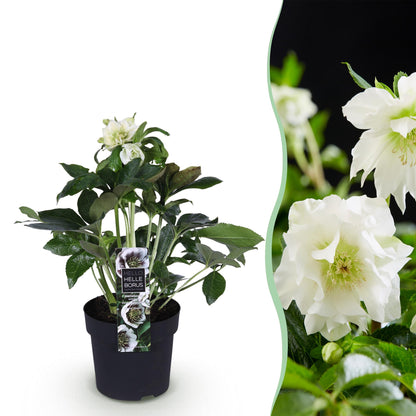 Rose de Carême 'Double Ellen White' en pot de 14 cm et détail du feuillage et des fleurs