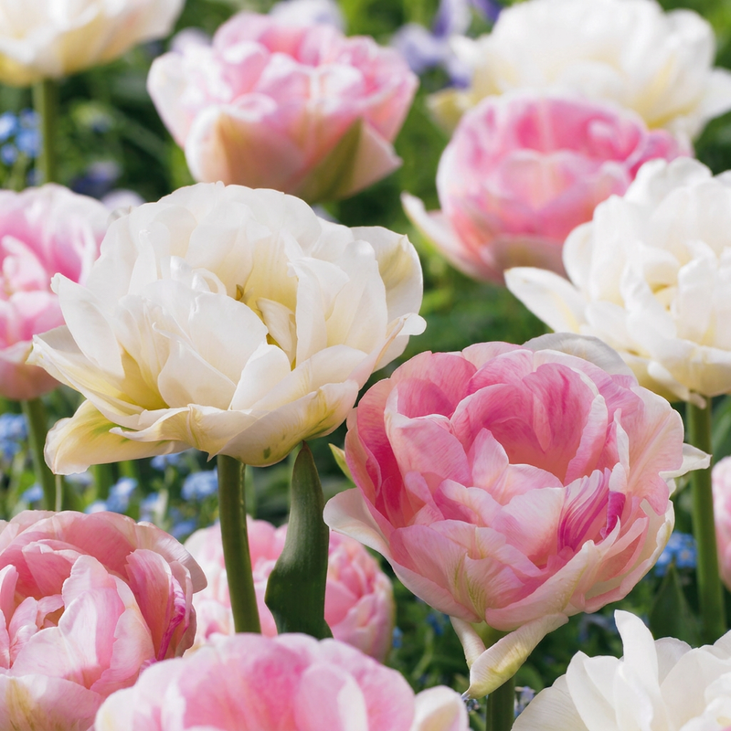 Tulipe 'Double Sensation' (Tulipa) - floraison printanière - calibre 11/12