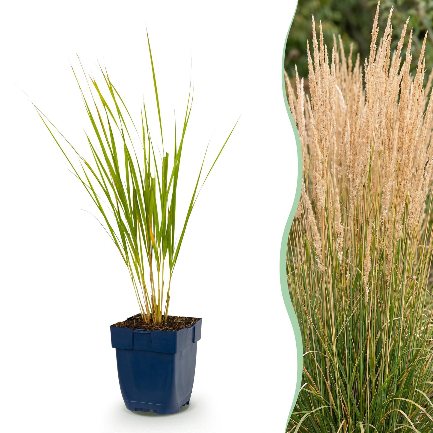 Calamagrostis Karl Foerster : un jeune plant en pot et une photo d'une haie adulte de cette graminée aux épis dorés.