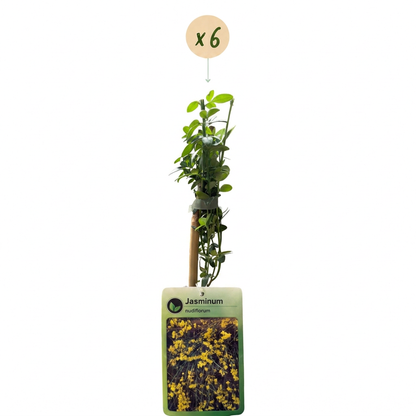 Jasmin d'hiver (Jasminum nudiflorum) - grimpante fleurie - 6 plants