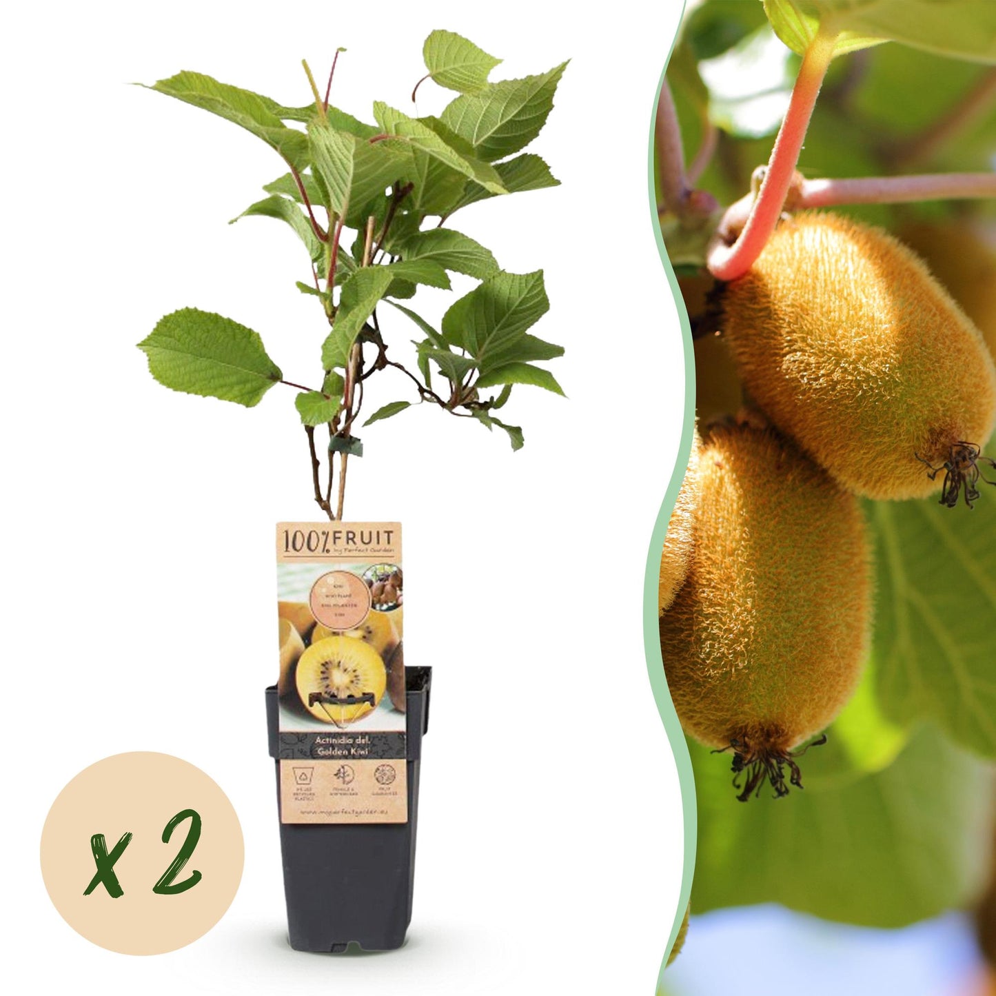Actinidia deliciosa Golden Kiwi, plant femelle en pot avec étiquette et bulle indiquant 'x2' pour le lot de 2 plants.