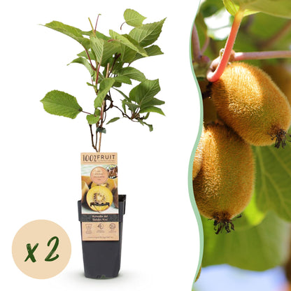 Actinidia deliciosa Golden Kiwi, plant femelle en pot avec étiquette et bulle indiquant 'x2' pour le lot de 2 plants.