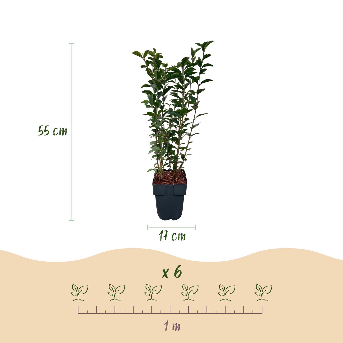 Ligustrum ovalifolium en pot : dimensions (55 cm de haut, pot 17 cm) et espacement (6 plants sur 1 m) pour une haie.