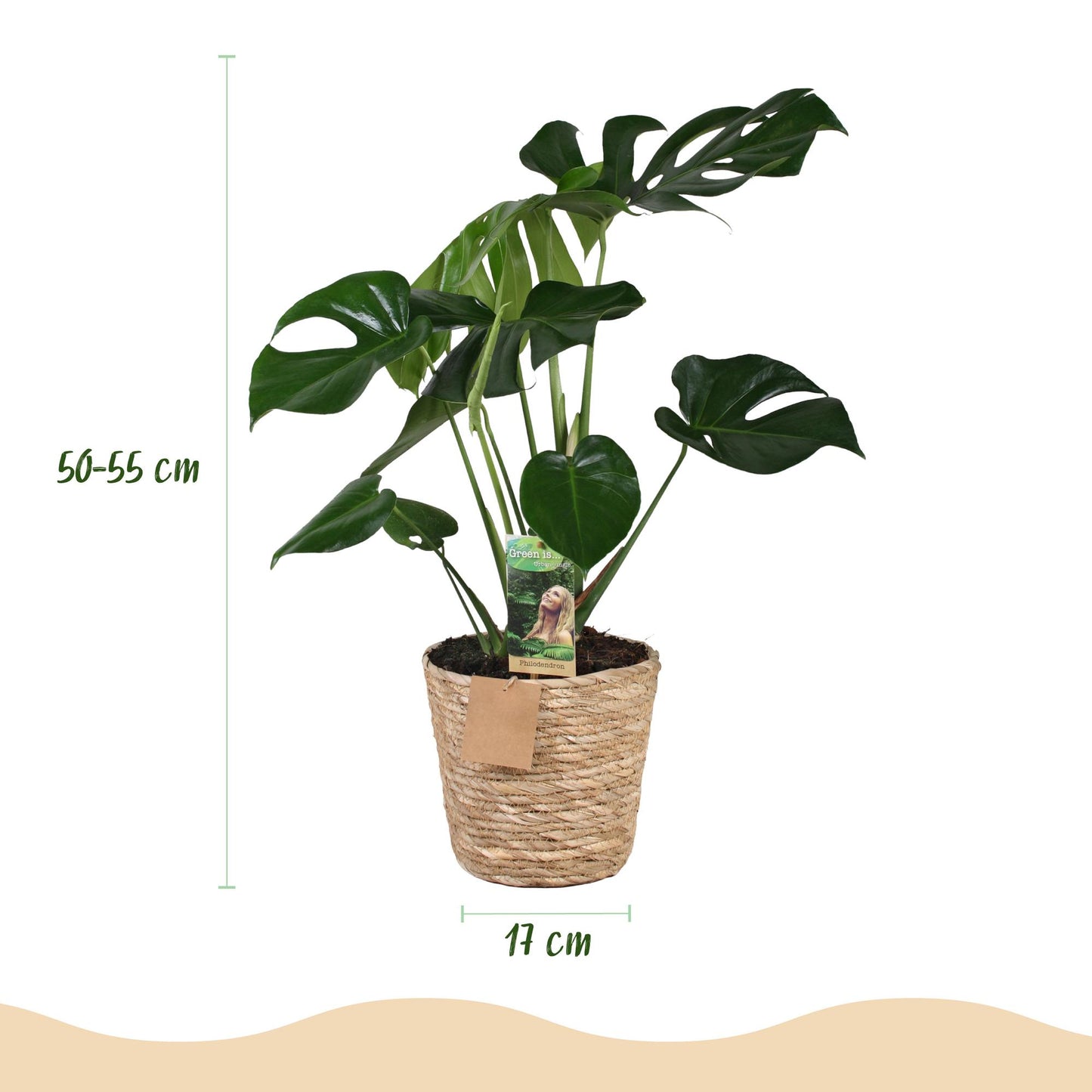 Plantes d'intérieur - Monstera Deliciosa - Plante à trous - Peu d'entretien - avec panier - Vert - 1 Plante - Pot 17cm - Hauteur 50-55cm