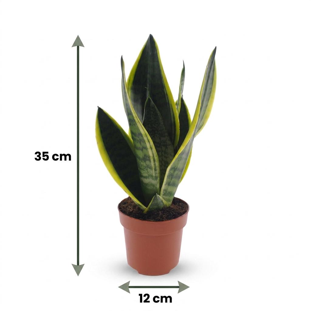 Un Sansevieria Futura Superba, ou Langue de belle-mère, aux feuilles dressées panachées, présenté dans un cache-pot blanc