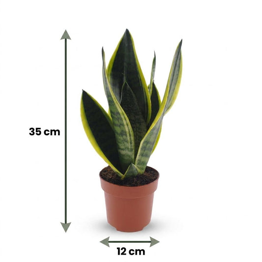 Sansevieria Futura Superba - Langue de belle-mère - Pot de 12cm - plantandstories
