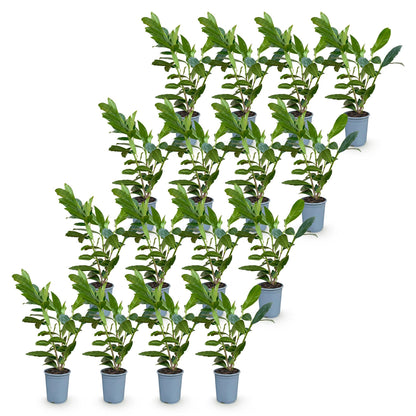 Prunus laur. Caucasica. Lot de jeunes plants de cerisier laurier en pot de 9cm, hauts de 25-35cm, sur fond blanc. Parfaits pour une haie per