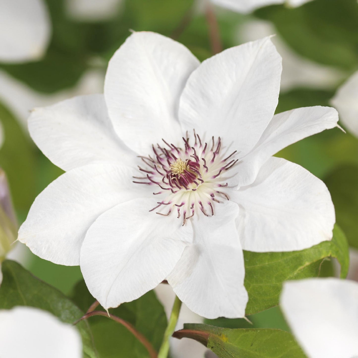 Clématite Miss Bateman. Gros plan sur la grande fleur blanche lumineuse avec un cœur pourpre intense et de multiples étamines.