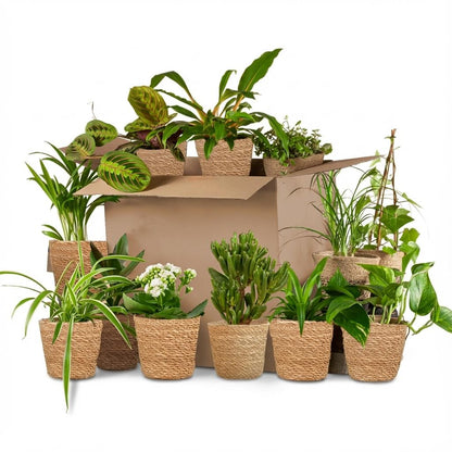 Douze plantes d'intérieur variées avec des pots en osier, sortant d'un carton d'emballage ouvert, pour la box plantes Deuxième Chance