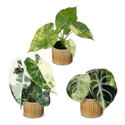 Bébés Alocasia panachés en pot de 6 cm, cache-pot miel