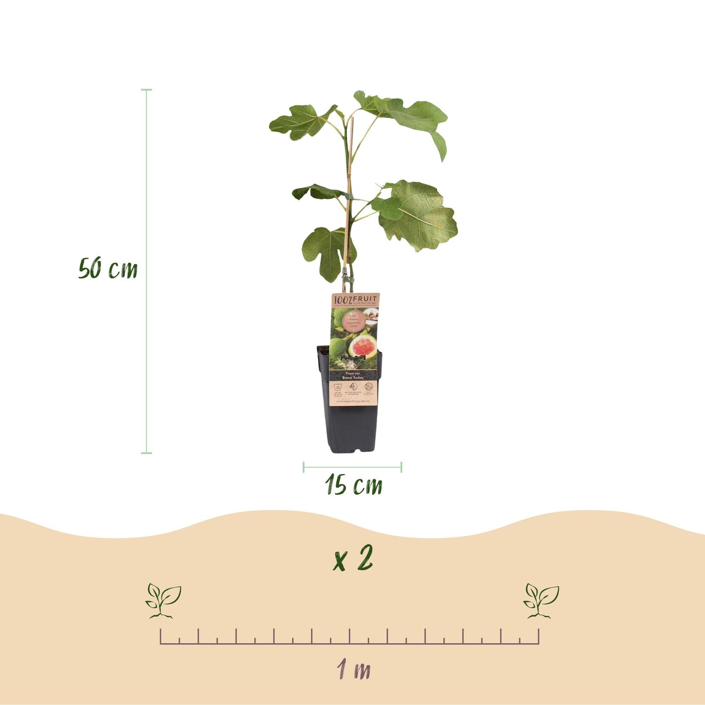 Figuier 'Brown Turkey' : infographie montrant un jeune plant de 50 cm de haut en pot de 15 cm. Une règle de 1 mètre indique l'espacement ent