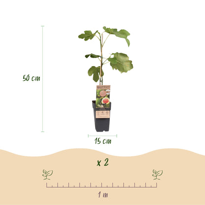 Figuier 'Brown Turkey' : infographie montrant un jeune plant de 50 cm de haut en pot de 15 cm. Une règle de 1 mètre indique l'espacement ent