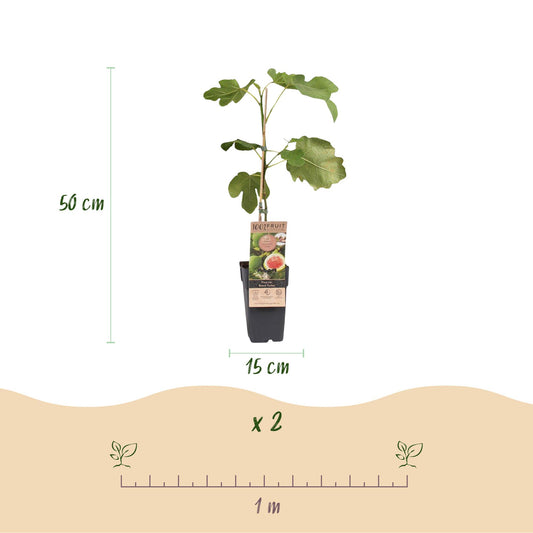Figuier 'Brown Turkey' : infographie montrant un jeune plant de 50 cm de haut en pot de 15 cm. Une règle de 1 mètre indique l'espacement ent