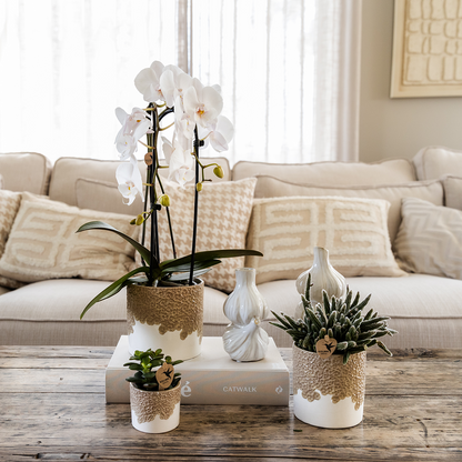 Orchidée Phalaenopsis blanche en pot