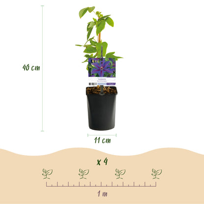 Clématite Mrs. N. Thompson : Schéma des dimensions (hauteur 40 cm, pot 11 cm) et espacement de plantation suggéré avec « x 4 » et une règle 