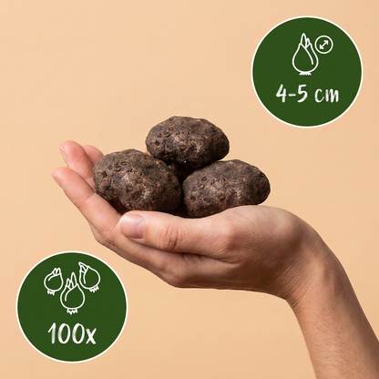 Bulbes d'Éranthe d'hiver Cilicica tenus dans une main, calibre 4-5 cm, lot de 100 bulbes.