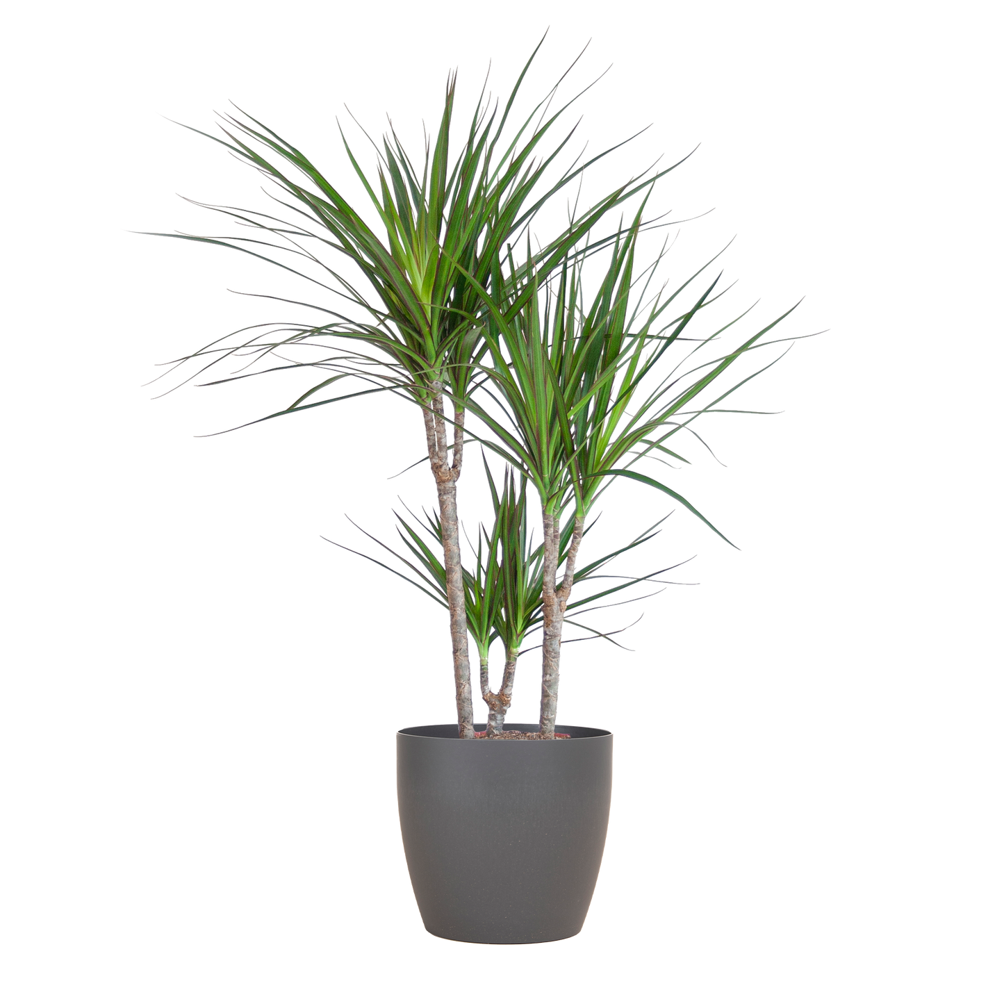 Dracaena Marginata avec pot Potter gris - 95cm - Ø21