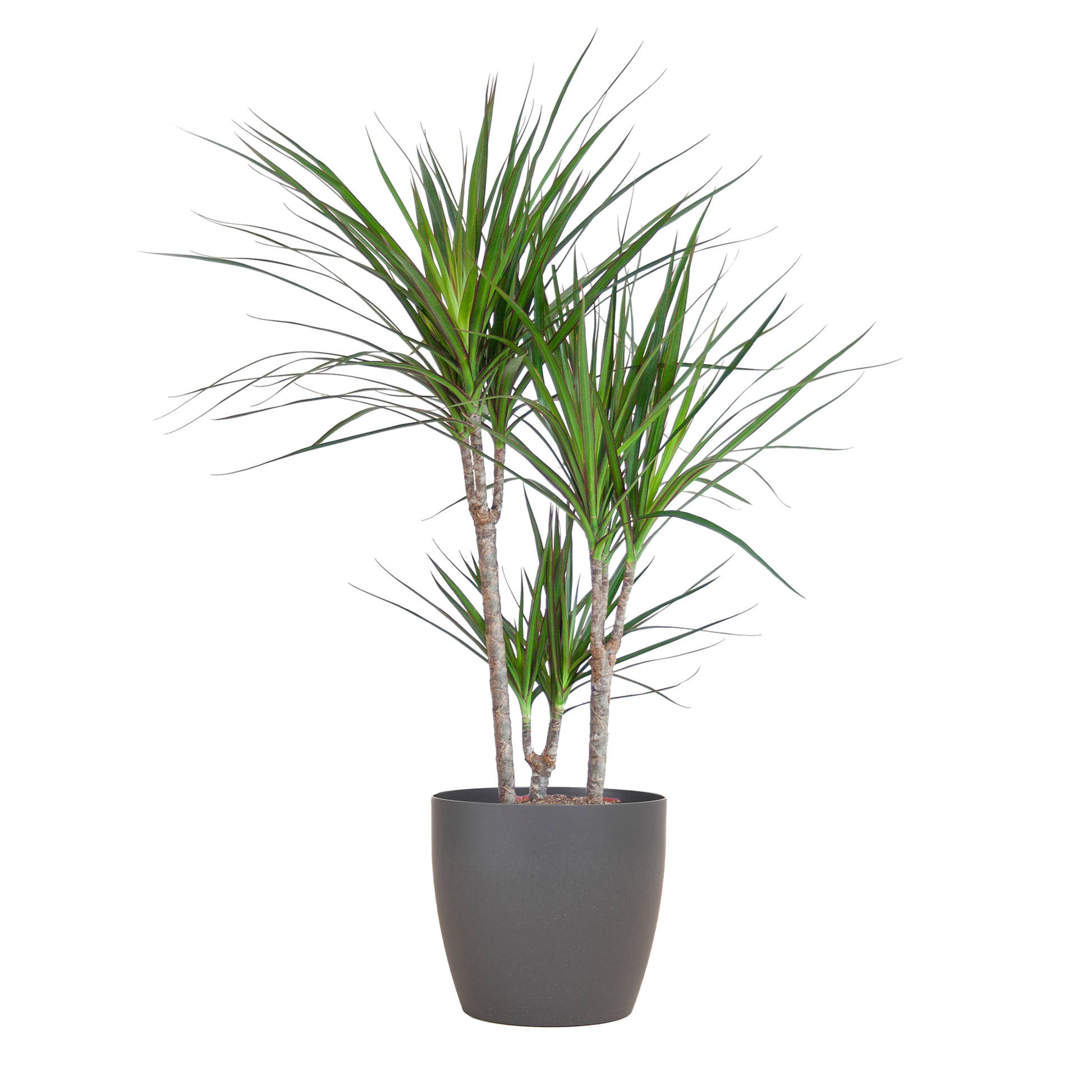 Dracaena Marginata avec pot Potter gris - 95cm - Ø21