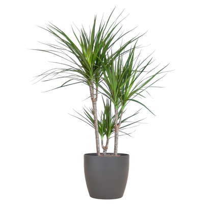 Dracaena Marginata avec pot Potter gris - 95cm - Ø21
