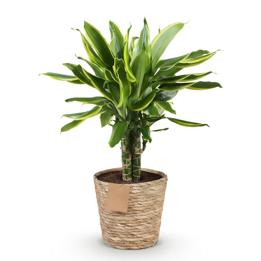 Dracaena fragrans Golden Coast au feuillage vert et jaune, dans un pot en osier avec une étiquette vierge