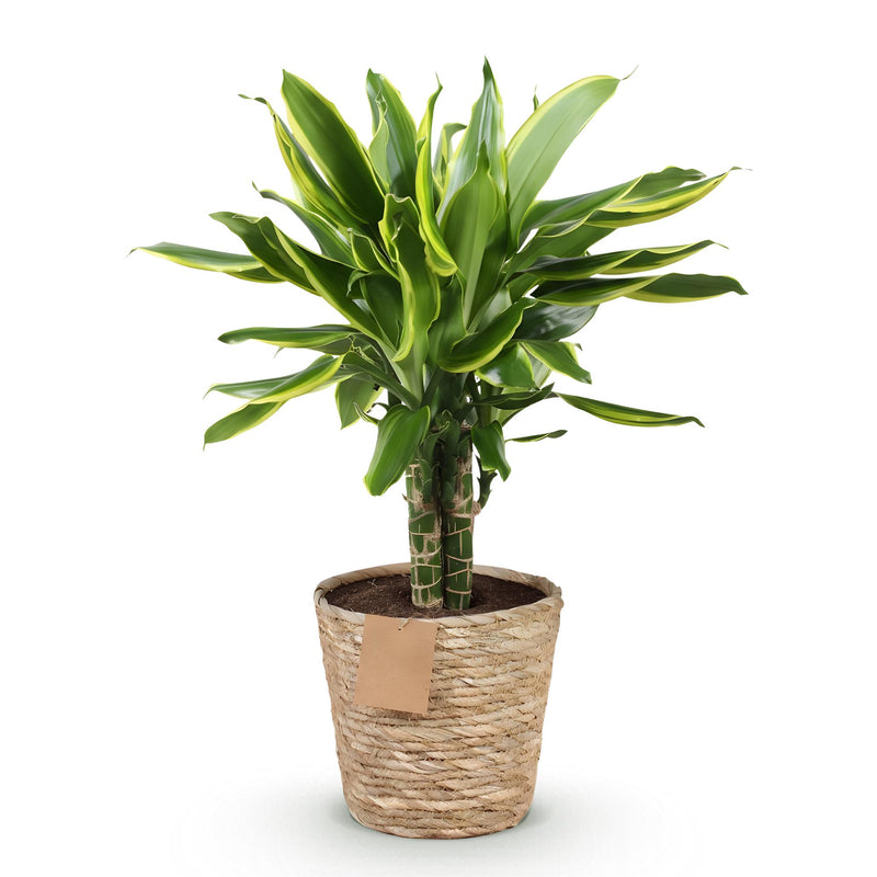 Dracaena fragrans Golden Coast - Pot de 17cm - Hauteur 50-55cm