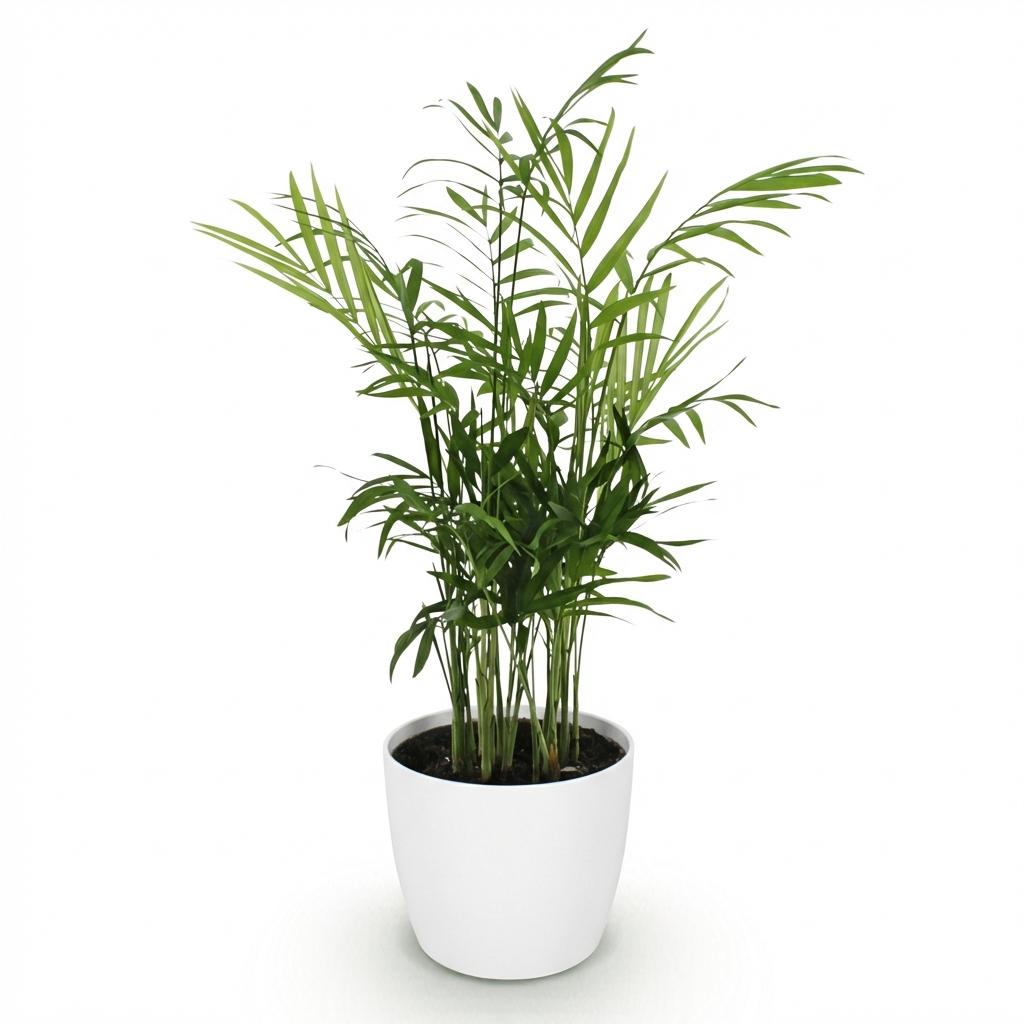 Plante d'intérieur - Chamaedorea elegans - Palmier en or - Plante amicale pour les animaux - Vert - 1 Plante - avec Potter Blanc - Pot de 12cm - Hauteur de 15cm