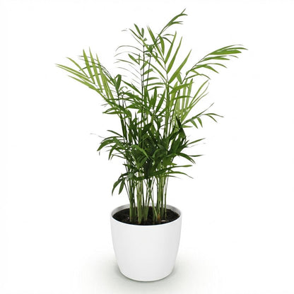 Plante d'intérieur - Chamaedorea elegans - Palmier en or - Plante amicale pour les animaux - Vert - 1 Plante - avec Potter Blanc - Pot de 12cm - Hauteur de 15cm