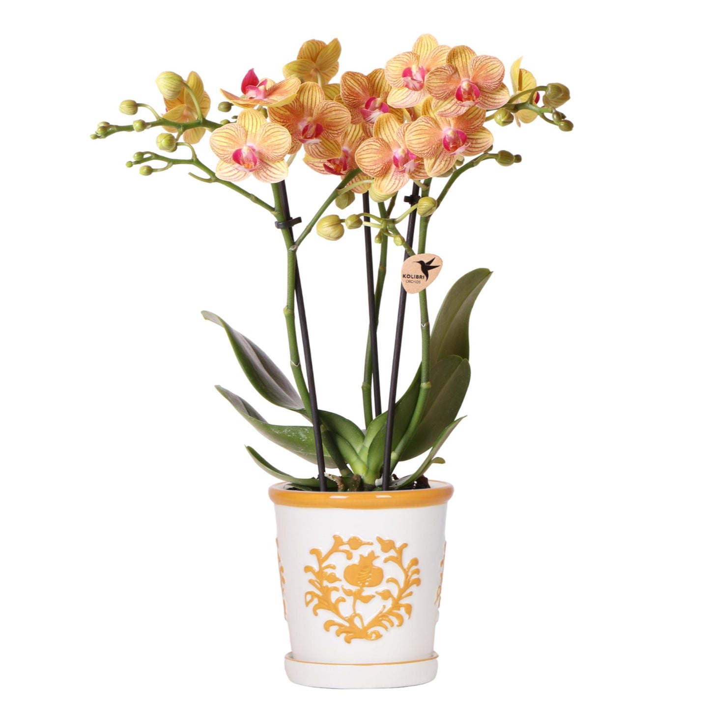 Orchidée Phalaenopsis orange avec cache-pot Malaga orange