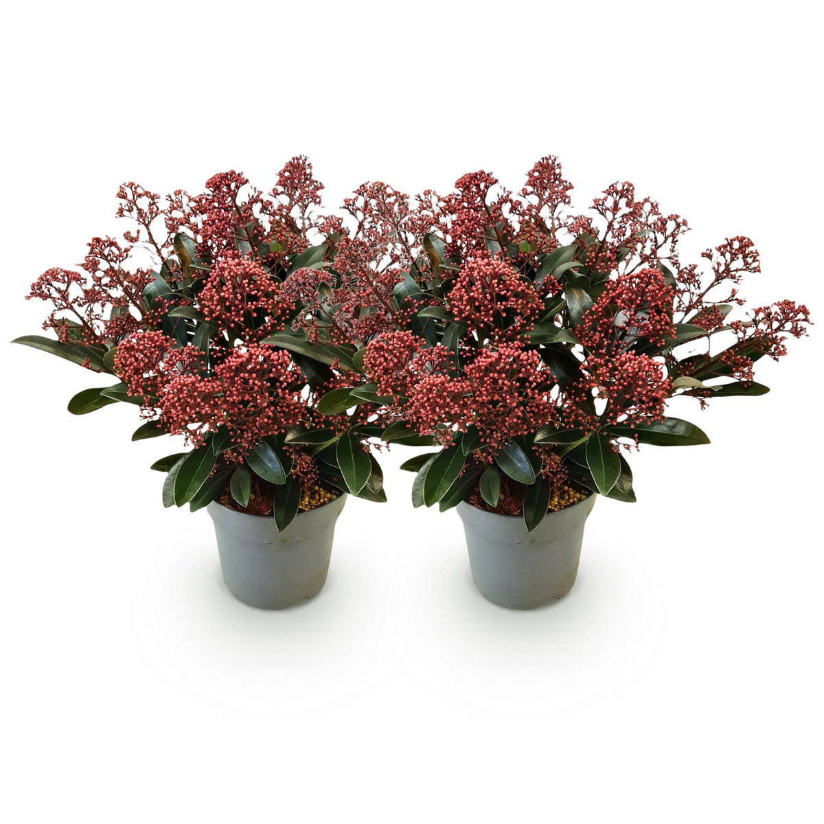 Skimmia 'Rubella' - lot de 2 plants en pot de 15 cm