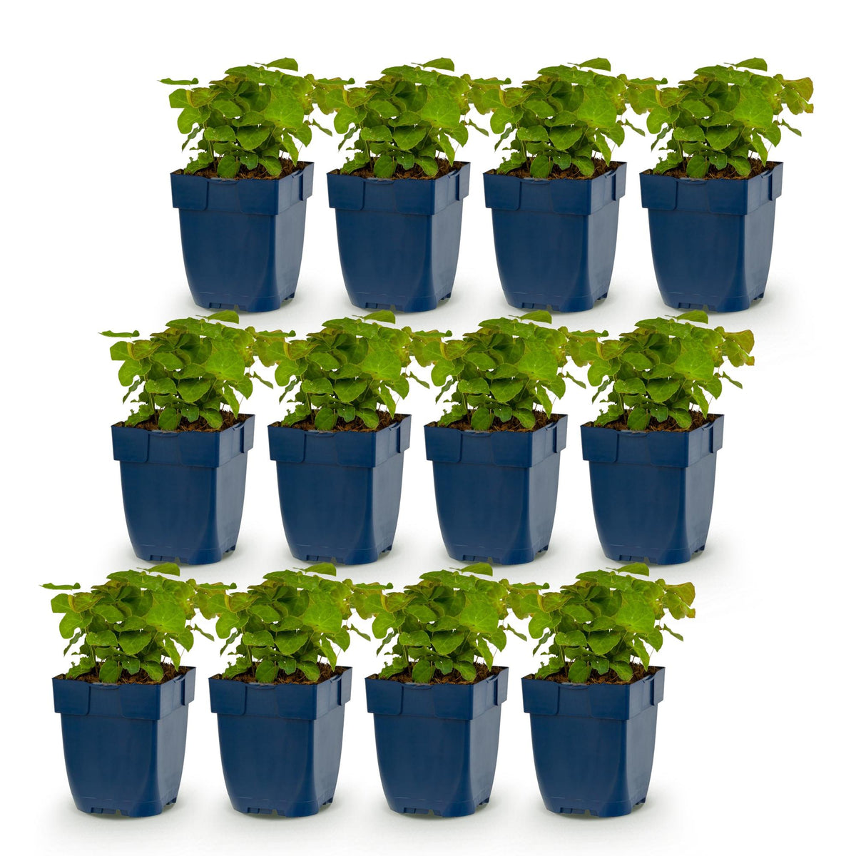 Fleur des elfes 'Frohnleiten' - lot de 12 plants en pot de 11 cm