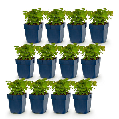 Fleur des elfes 'Frohnleiten' - lot de 12 plants en pot de 11 cm