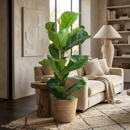 Ficus Lyrata avec Panier Zeegras naturel - 80cm - Ø21