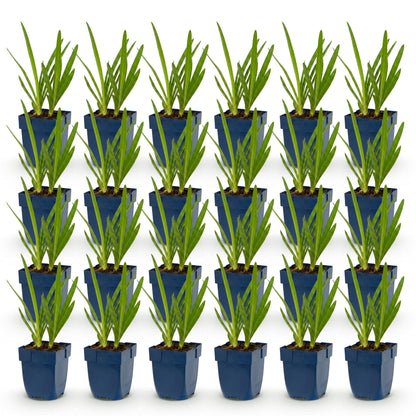 Agapanthe bleue - lot de 24 plants en pot de 11 cm