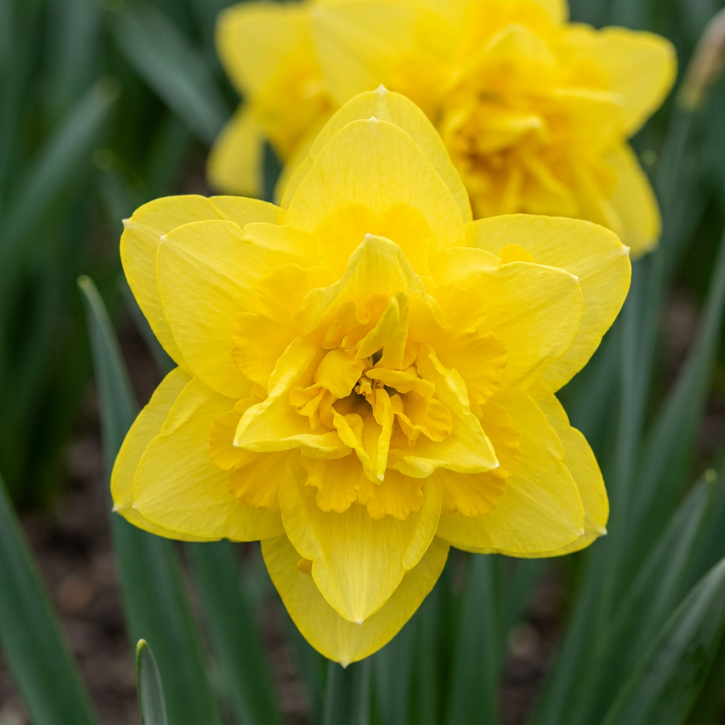 Gros plan d'une fleur de Narcisse 'Golden Ducat' jaune vif double avec des pétales superposés et un cœur dense.