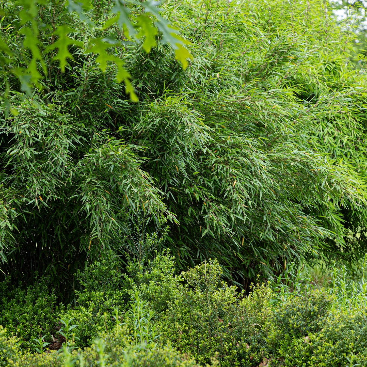 Bambou Fargesia Red Dragon, haie dense et luxuriante au feuillage vert persistant, sans envahir l'espace, dans un jardin paysager.