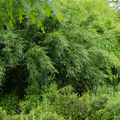 Bambou Fargesia Red Dragon, haie dense et luxuriante au feuillage vert persistant, sans envahir l'espace, dans un jardin paysager.
