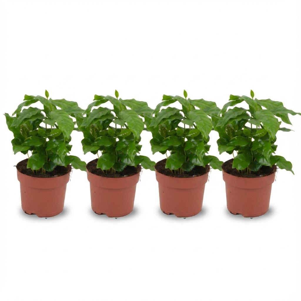 Caféier en pot de 12 cm, 4 plantes