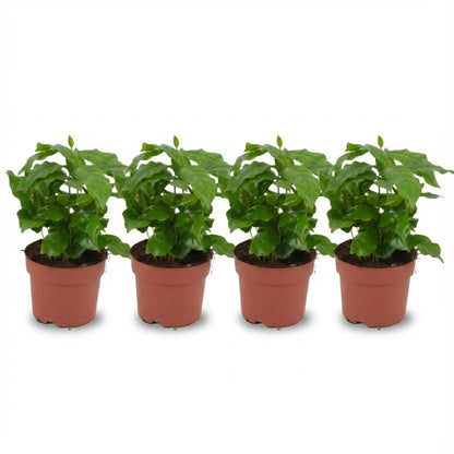 Caféier en pot de 12 cm, 4 plantes
