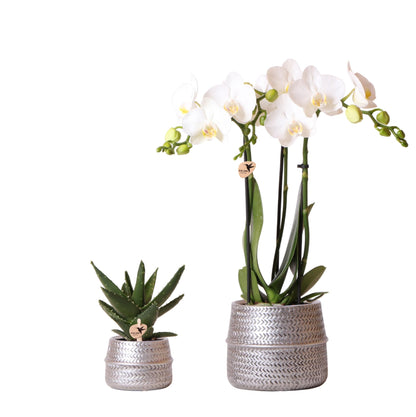 Orchidée Phalaenopsis blanche en pot
