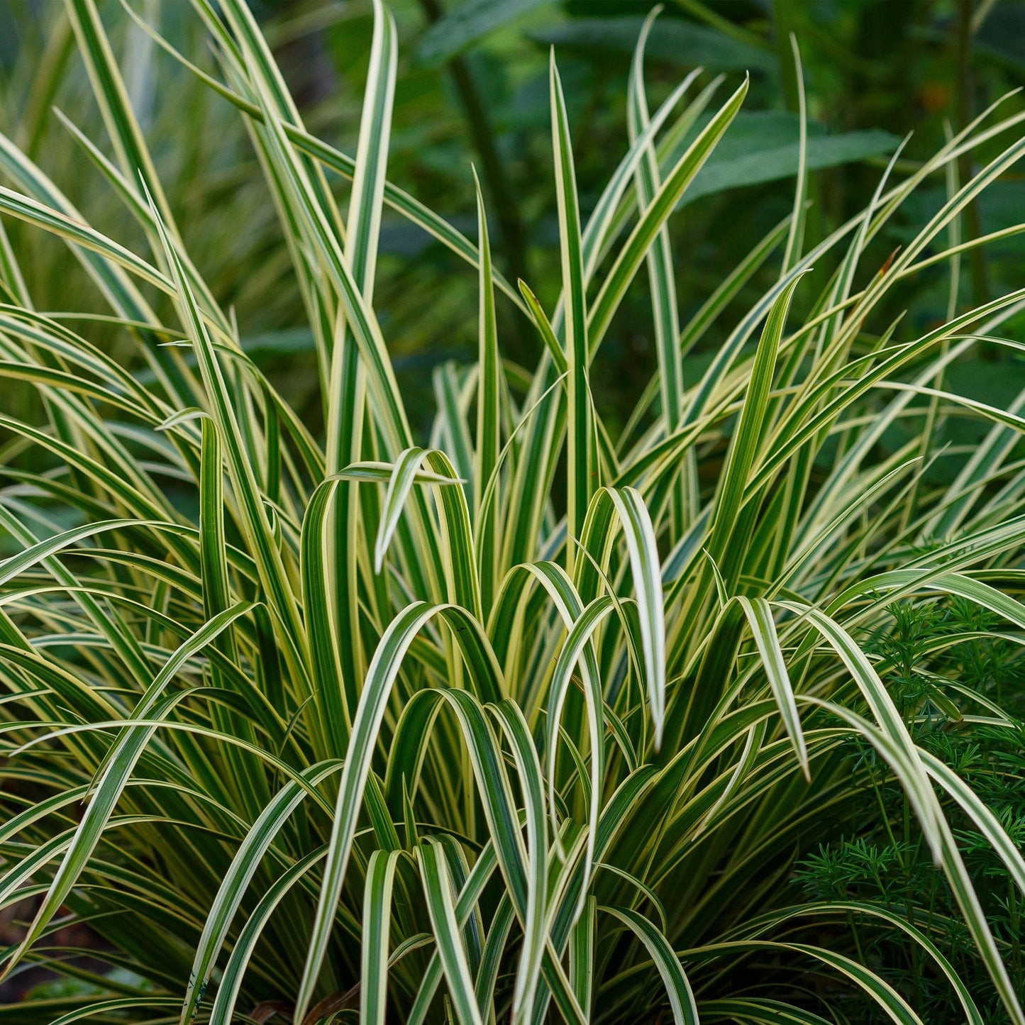 Carex morrowii Ice Dance, gros plan sur le feuillage panaché vert et blanc, ajoutant une touche lumineuse au jardin.