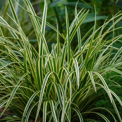 Carex morrowii Ice Dance, gros plan sur le feuillage panaché vert et blanc, ajoutant une touche lumineuse au jardin.