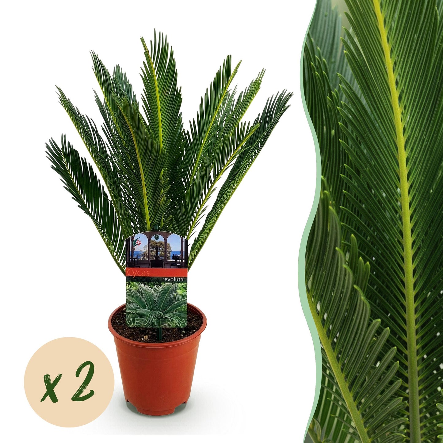 Image montage d'un Cycas revoluta en pot marron et d'un gros plan de son feuillage palmé vert foncé sur fond blanc