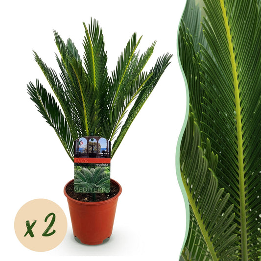 Image montage d'un Cycas revoluta en pot marron et d'un gros plan de son feuillage palmé vert foncé sur fond blanc