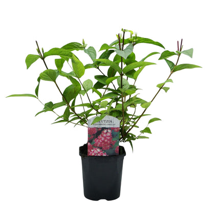 Deutzia hybrida Strawberry Fields, un plant en pot de 17 cm, avec un feuillage vert caduc, prêt à être planté.