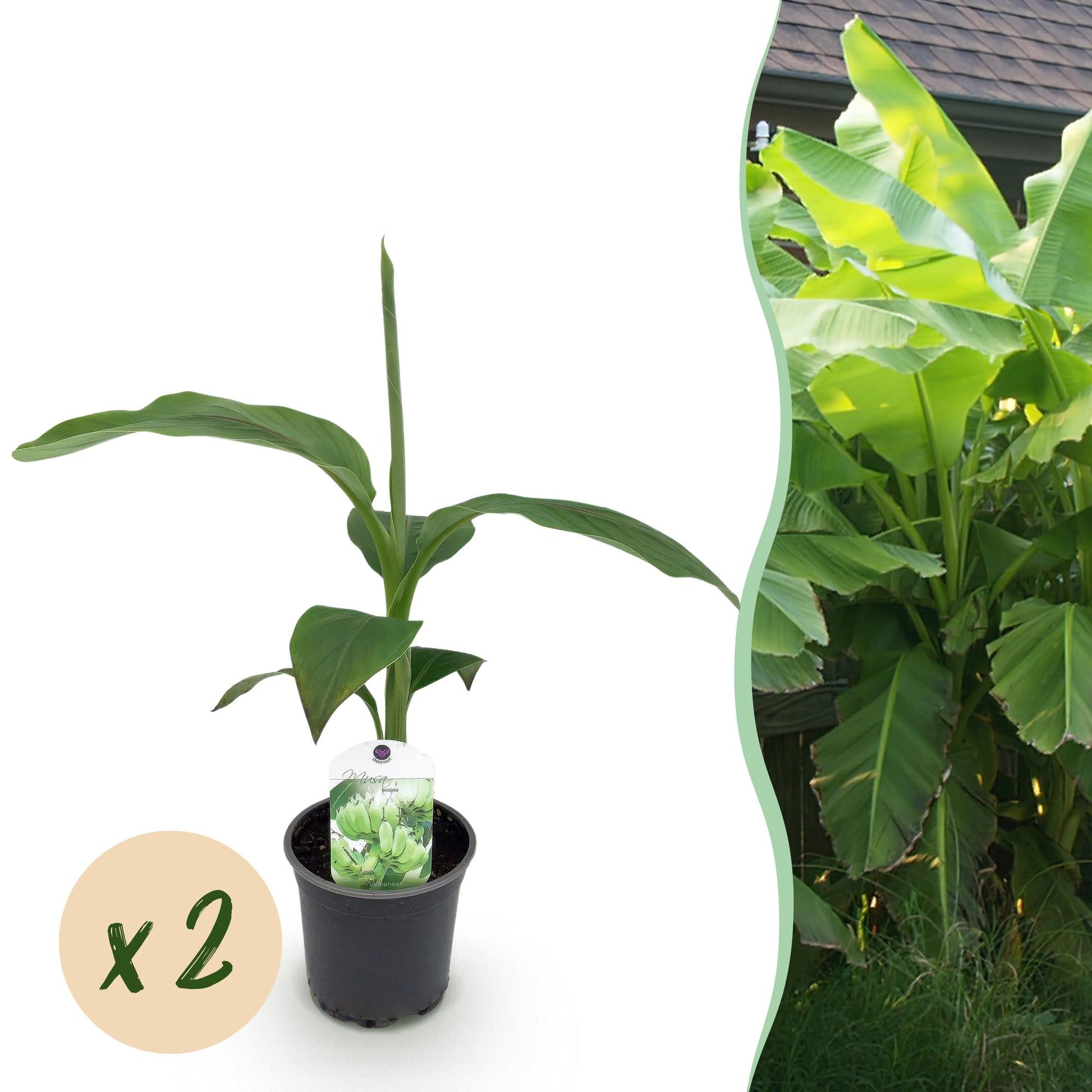 Musa Basjoo : lot de 2 bananiers rustiques en pot de 12 cm et de 30 cm de hauteur, avec fond paysager illustrant la plante adulte.