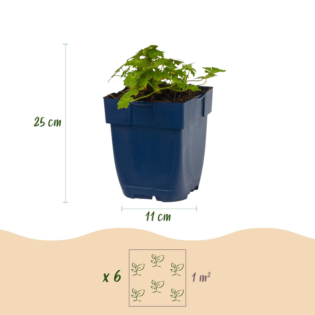 Dimensions Géranium 'Spessart' en pot de 11 cm
