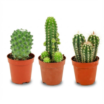 Mini set de cactus assortis en pots de culture de 5,5 cm, hauteur 5 à 10 cm