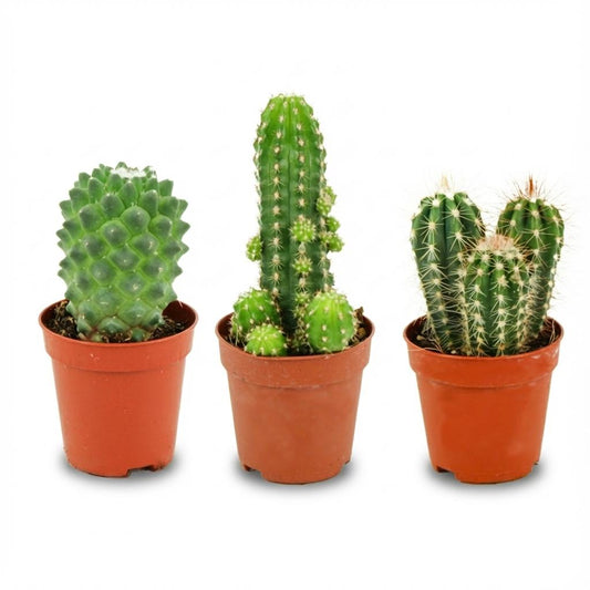 Mini set de cactus assortis en pots de culture de 5,5 cm, hauteur 5 à 10 cm